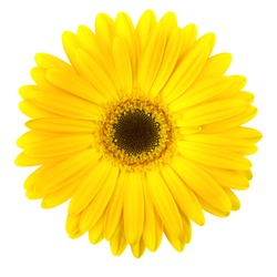 Yellow daisy flower isolated on white background