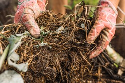 hands of man in gardening gloves show quality of rotted compost on compost heap. Organic waste compost for soil enrichment