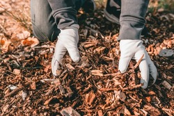 wood chips mulching composting. Hands in gardening gloves of person hold ground wood chips for mulching the beds. Increasing soil fertility, mulching, composting organic waste