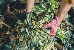 gardener's hands in gardening gloves are sorting through compost heap with humus, in backyard. Recycling natural product waste into compost heap to improve soil fertility. Processing agricultural wast