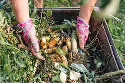 gardener's hands in gardening gloves are sorting through compost heap with humus, in backyard. Recycling natural product waste into compost heap to improve soil fertility. Processing agricultural wast