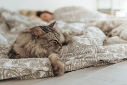Sleeping domestic gray fluffy cat on bed, against blurred background of sleeping young woman. Comfortable bed linen, comfortable bed, soft and warm duvet. Comfort in home. Peaceful sleep