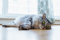 Domestic gray fluffy purebred Maine Coon cat with green eyes lies on wooden parquet floor, tired from playing, lazy, sick, resting from hot weather. Long-haired domestic cat in interior of real house