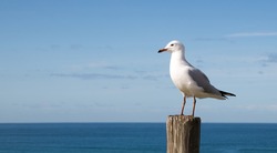 Seagull standing on a wooden post