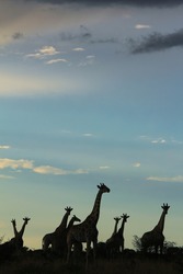 Giraffe - African Wildlife Background - Iconic Long Necked Antelope of Beauty