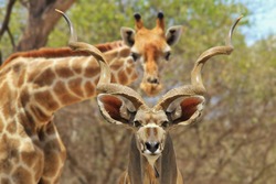 Kudu Antelope - African Wildlife Background - Look of Life