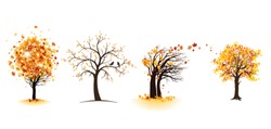Fall maple trees set