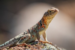 A female Collared Lizard (Crotaphytus collaris) or Mountain Boomer resting on a rock in the Wichita Mountains National Wildlife Refuge in Cache, OK, USA. 