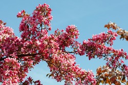 Flowering Pink Crabapple tree in the garden on a spring sunny day. Floral background