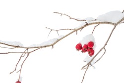 Twig with red berries in winter on white background