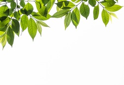 isolated branch of green young leave on white background