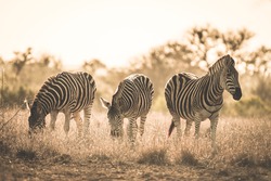 Herd of Zebras grazing in the bush. Wildlife Safari in the Kruger National Park, major travel destination in South Africa. Toned image, vintage old retro style.
