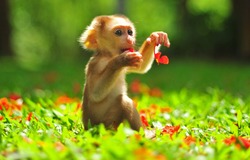 Animal : Baby Monkey sitting on beautiful green garden and playing flower. Little monkey playful in park view on sunny day. A baby macaque monkey in natural habitat, playing flower forest and jungle