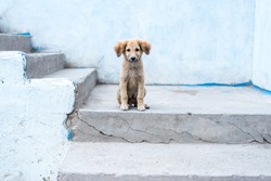 Animal outdoor : A little dog sitting on the stair. 