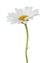 Lovely Daisy (Marguerite) isolated on white background, including clipping path. 