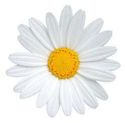 Lovely Daisy (Marguerite) isolated on white background, including clipping path. Germany