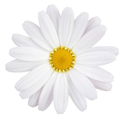 Beautiful white Daisy (Marguerite) with a little pink, isolated on white background, including clipping path. 