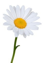 Lovely white Daisy (Marguerite) in side view, isolated on white background including clipping path. 