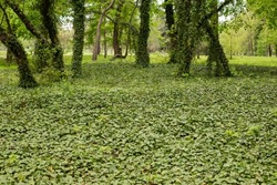 Trees and ivy on ground in a city park, spring time. Dendrariu park in Chisinau, Moldova. Concept of landscape and nature, green lawn.