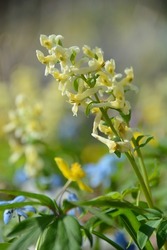 Corydalis Marshall (Corydalis cava subsp. marschalliana) in form of large inflorescence of gentle florets, colored softly in pale canary. April primroses in sunny day on a blurred forest background
