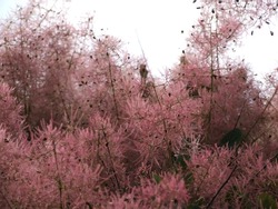 Ornamental plants close-up: a volume of pinkish-purple panicles of skumpia (smoke tree) in mixed cloudy lighting. Delicate fluffy tassels with small drupes in diffused, and fewer ‒ in silhouette light