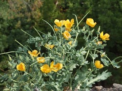 Horned poppy on a rubble slope in front of dim defocused tree crowns keeps blooming in late September. Glaucium flavum or sea poppy is the oddly shaped biennial herbaceous with rich yellow corollas