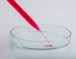 Laboratory pipette with drop of red liquid over Petri dishes with red biological analysis solution contaminated by infectious bacteria growth for a biotechnology experiment in a science research lab.