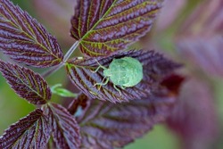 Southern green stink bug, southern green shield bug, green vegetable bug