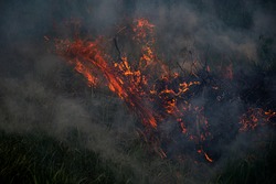 Strong smoke from fire. Cleaning fields of reeds, dry grass. Natural disaster. Leaf burning is bad for the environment