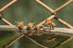 Bees drinking water in the summer