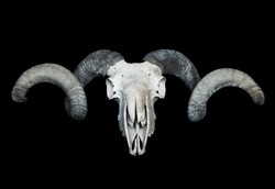 Large ram skull isolated on black