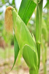 photographed by a close up ears mature corn in Thailand