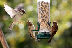 House Sparrows Fighting - Photograph of House Sparrows fighting for a spot at a seed tube.  Selective focus on the birds at the feeder. Some blurring due to motion. 