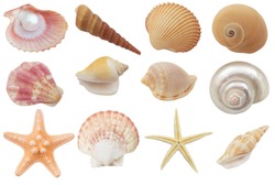 Collection of seashells and starfish  isolated on white background