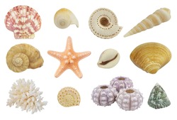 Collection of different seashells, sea urchins and red starfish isolated on white background