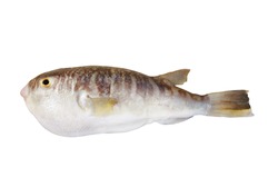 Fugu fish isolated on white background