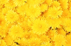 Yellow dandelion background