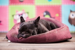 french bulldog relaxing in bed