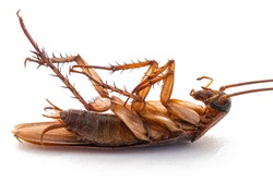closeup of dead cockroach