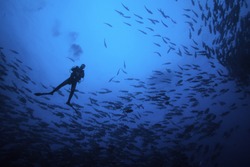 Scuba Diver Silhouette in School of Fish