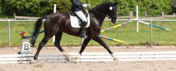 Horse dressage black thoroughbred in close-up under the rider in a dressage test, photographed from the side in the trot reinforcement during the suspension phase. In the background the dressage