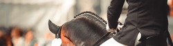Horse dalbies photographed from behind in the dressage over the neck, with plaited braids
