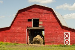 A horse feeds on haystack in an old barn on a rural farm.