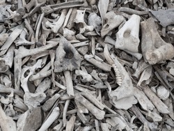 Background of a pile of animal bones closeup