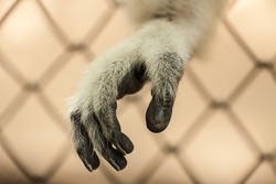 Sad gibbon behind the Cage Gibbon hands