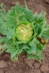 Close-up of cabbage damaged by pests. Head of cabbage and cabbage leaves in the hole, eaten by the larvae of butterflies and caterpillars. Sick cabbage leaves affected by pests and pathogenic fungi.