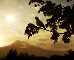 Singing bird on a branch against the morning sun