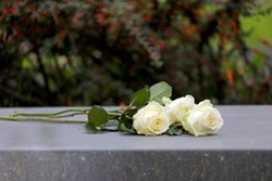 white roses on gravestone at municipal cemetery in Amsterdam, The Netherlands