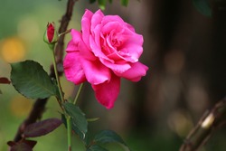 Rose on plant