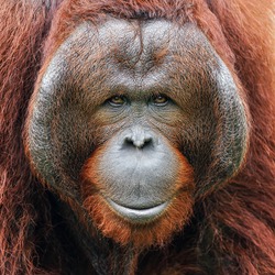 Face of orangutan.